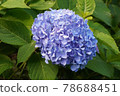 Hydrangea 78688451