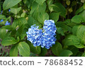 Hydrangea's Hydrangea 78688452