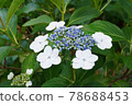  Gaku hydrangea 78688453