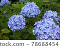 Beautiful hydrangea 78688454