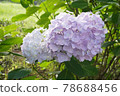 Beautiful hydrangea 78688456