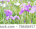 Beautiful flowers 78688457