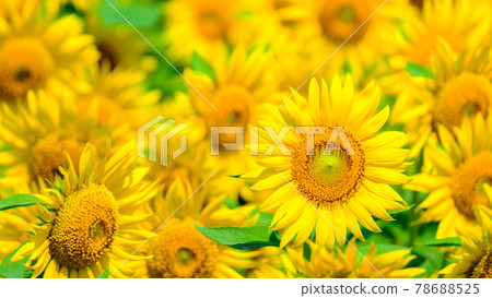 sunflower sunflower 78688525