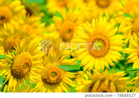 sunflower sunflower 78688527
