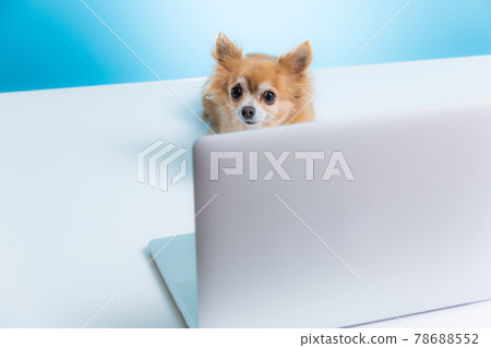 Chihuahua sitting in front of a laptop Chihuahua sitting in front of a laptop 78688552