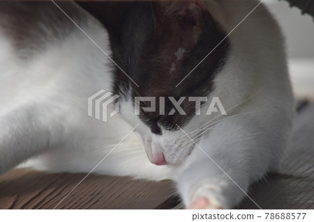 睡在樹蔭下的貓 78688577