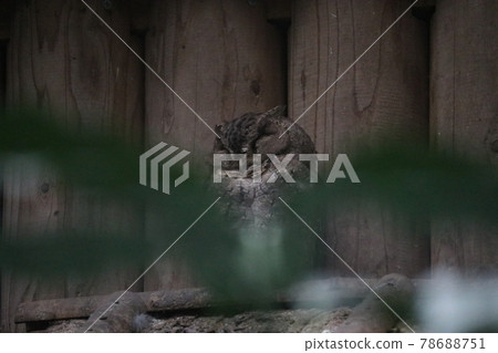 Okonohazuku 78688751