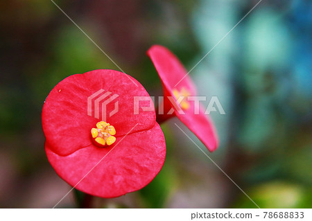 Taiwan, Longtan Pond, Flowers Taiwan, Longtan Pond, Flowers 78688833