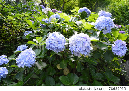 Kasakura的繡球花 78689013