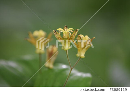 Wild grass Wild grass 78689119