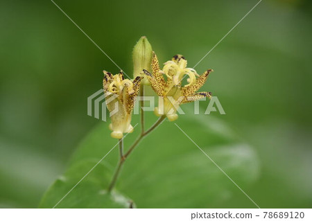 Wild grass Wild grass 78689120