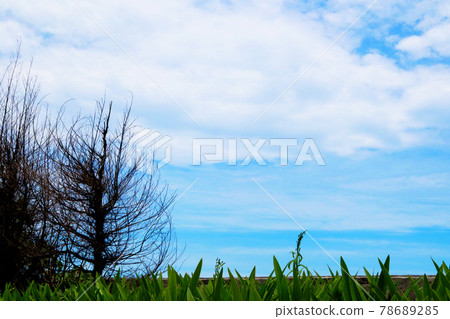 Taiwan, Shimen Cave, tree, sky Taiwan, Shimen Cave, tree, sky 78689285