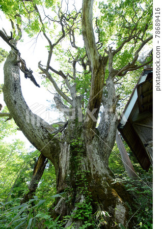Old tree of Quercus crispula Hachimantai Shrine Kazuno City, Akita Prefecture 78689416