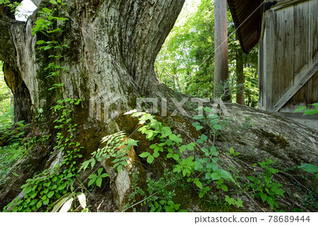 Old tree of Quercus crispula Hachimantai Shrine Kazuno City, Akita Prefecture 78689444