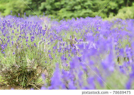 lavender lavender 78689475