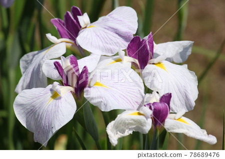 Iris in Shirasagi Park, Sakai City 78689476