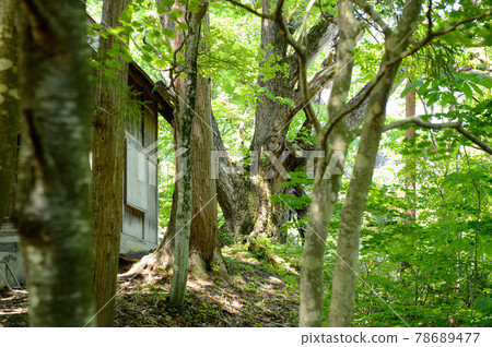 Old tree of Quercus crispula Hachimantai Shrine Kazuno City, Akita Prefecture 78689477