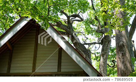 Old tree of Quercus crispula Hachimantai Shrine Kazuno City, Akita Prefecture Old tree of Quercus crispula Hachimantai Shrine Kazuno City, Akita Prefecture 78689503