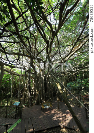 沖繩國頭村大石林山 78689533