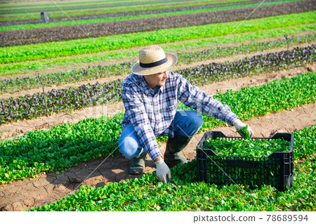 Male farmer harvesting corn salad on farm 78689594