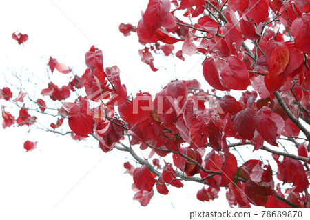 葉子染成鮮紅色 葉子染成鮮紅色 78689870