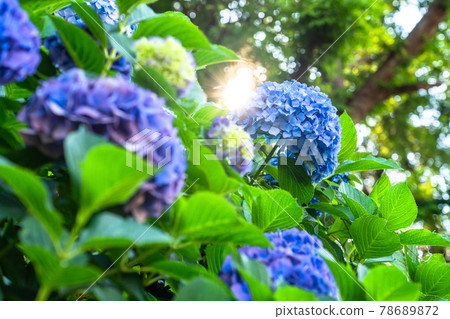 Hydrangea · rainy season image 78689872