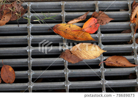 Wire mesh gutters and fallen leaves Wire mesh gutters and fallen leaves 78689873