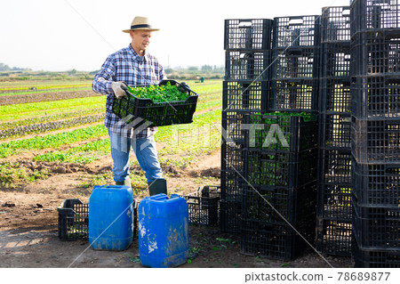 Farmer makes boxes of canonigos in the backyard of farm Farmer makes boxes of canonigos in the backyard of farm 78689877