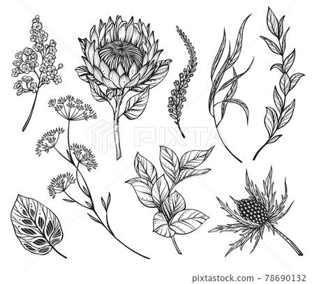 Vector set of black and white flowers, feverweeds, protea, herbs and leaves isolated on white background. Vector set of black and white flowers, feverweeds, protea, herbs and leaves isolated on white background. 78690132