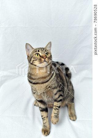 Curious pose cat with white scene, Mackerel cat. Curious pose cat with white scene, Mackerel cat. 78690528