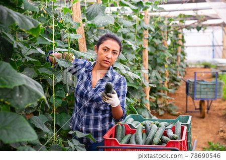 Positive woman harvesting fresh cucumbers Positive woman harvesting fresh cucumbers 78690546