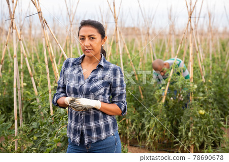 Latino woman farmer posing on tomato farm 78690678