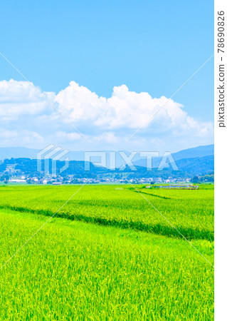 Summer countryside scenery 78690826