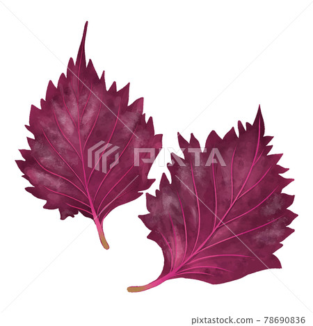 水彩觸感，兩顆紅紫蘇 78690836