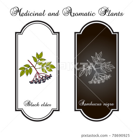 European black elderberry sambucus nigra , medicinal plant European black elderberry sambucus nigra , medicinal plant 78690925