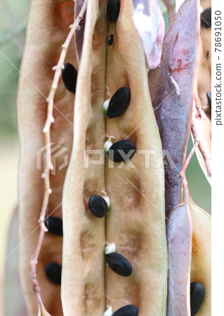 銀杏相思果 78691050