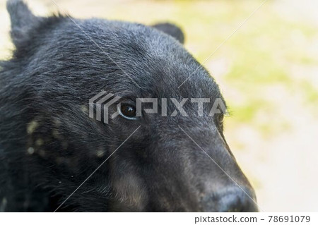 動物園風景宮城縣仙台市黑熊逼近 動物園風景宮城縣仙台市黑熊逼近 78691079