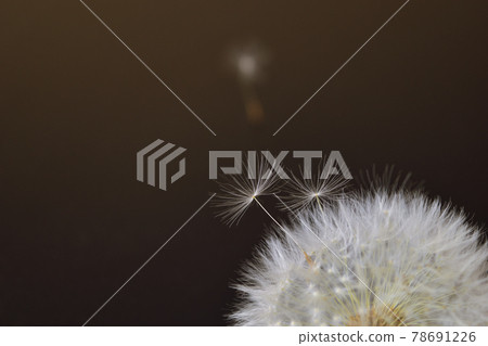 蒲公英的絨毛 蒲公英的絨毛 78691226