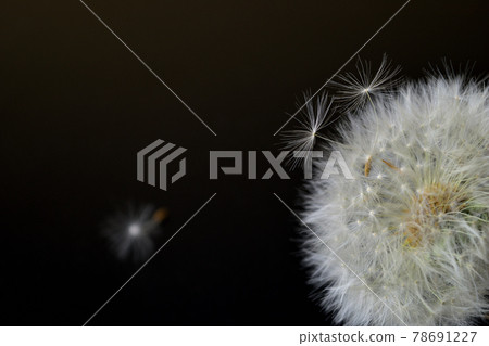 蒲公英的絨毛 蒲公英的絨毛 78691227