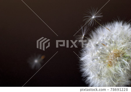 蒲公英的絨毛 蒲公英的絨毛 78691228