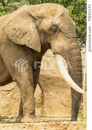 動物園風景非洲象宮城縣仙台市 動物園風景非洲象宮城縣仙台市 78691245