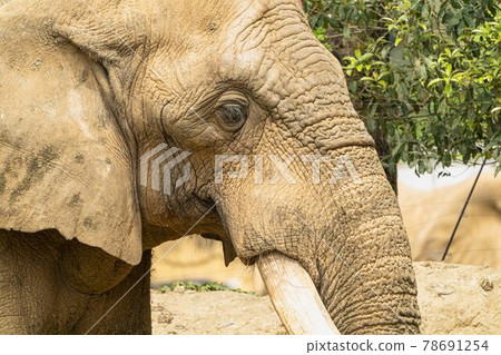 Zoo scenery African elephant Sendai City, Miyagi Prefecture 78691254