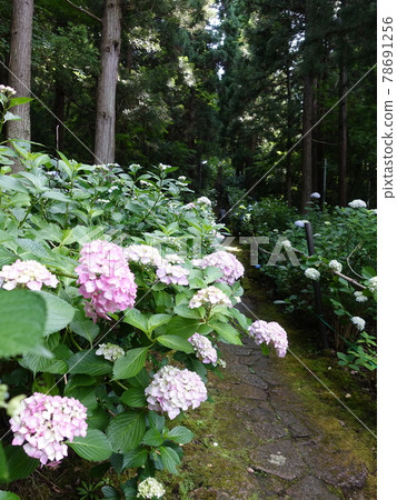 Hydrangea in full bloom Hydrangea Deshiomonjudo 78691256