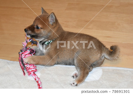 Mameshiba two months rope chewing Mameshiba two months rope chewing 78691301