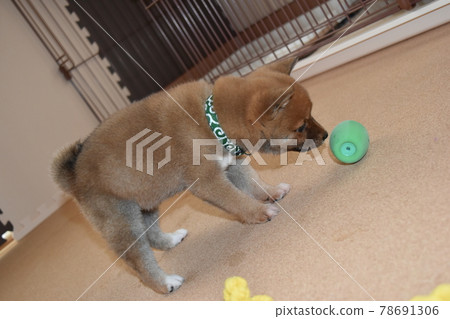Mameshiba two months ball play Mameshiba two months ball play 78691306