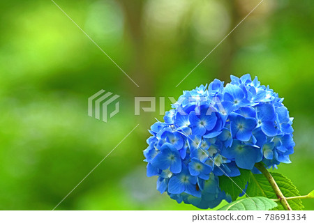 hydrangea   78691334