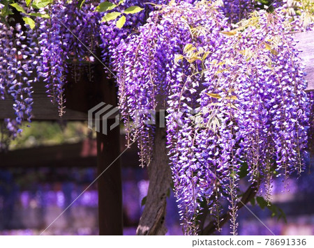 Beautifully in full bloom wisteria trellis Beautifully in full bloom wisteria trellis 78691336