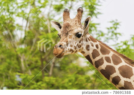 Scenery of the zoo, the face of the reticulated giraffe, Sendai City, Miyagi Prefecture 78691388