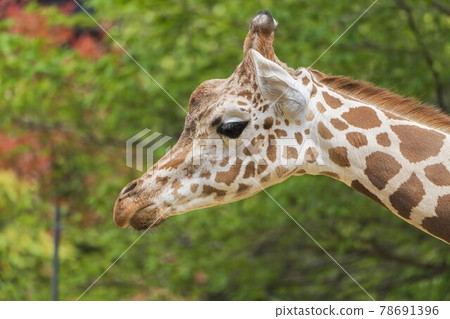 Scenery of the zoo, the face of the reticulated giraffe, Sendai City, Miyagi Prefecture Scenery of the zoo, the face of the reticulated giraffe, Sendai City, Miyagi Prefecture 78691396