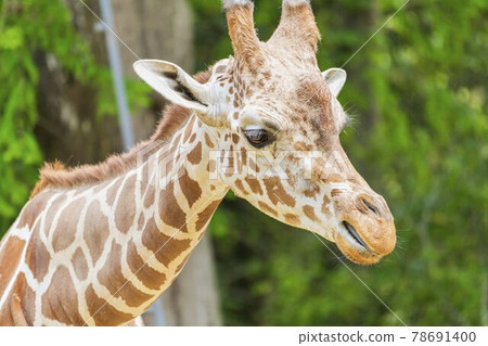 Scenery of the zoo, the face of the reticulated giraffe, Sendai City, Miyagi Prefecture 78691400